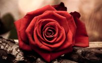 Artistic Close Up Photo of Red Rose for Wallpaper