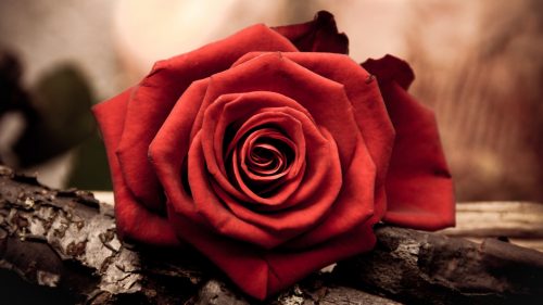 Artistic Close Up Photo of Red Rose for Wallpaper