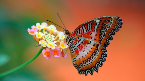 Close Up Picture of Butterfly on Flower