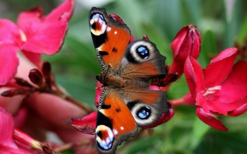 Close Up Picture of Peacock Butterfly on Red Flowers