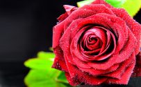 Close Up Pictures of Red Rose Flower with Dark Background