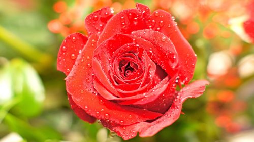 High Resolution Close Up Photo of Wet Red Rose for Wallpaper
