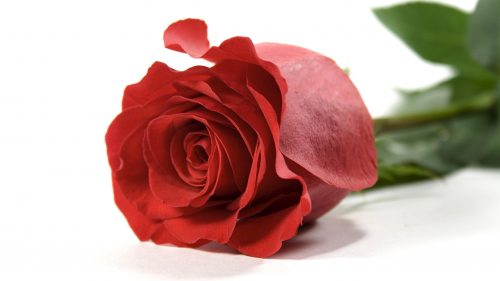 High Resolution Photo of Red Rose in 2560x1440 Pixels for Wallpaper