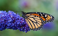 High Resolution Picture of Monarch Butterfly on Flower