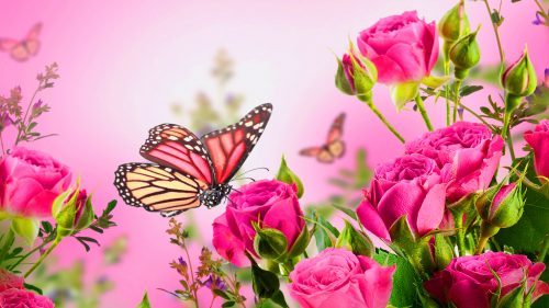 High Resolution Pictures of Rose Flowers and Butterfly for Wallpaper