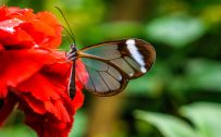 Nature Wallpaper in 4K with Picture of Glasswing Butterfly on Red Flower