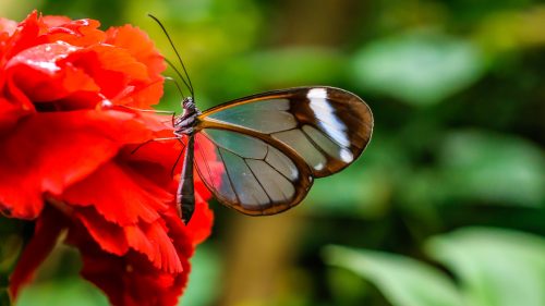 Nature Wallpaper in 4K with Picture of Glasswing Butterfly on Red Flower