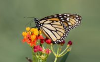 Photo of Monarch Butterfly on Lantana Flower for Wallpaper