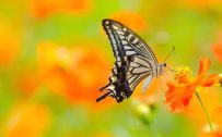 Picture of Butterfly On Flower in 4K Ultra HD Resolution
