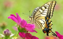 Picture of Butterfly on Flower in HD Resolution