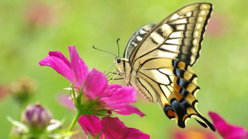 Picture of Butterfly on Flower in HD Resolution