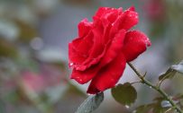 Picture of Wet Red Rose After Rain