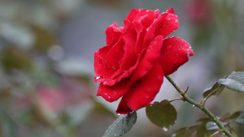 Picture of Wet Red Rose After Rain