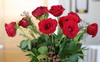 Pictures of 12 Red Roses as Bouquet Flower