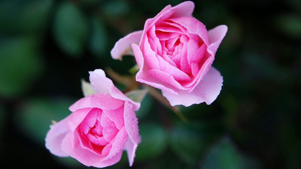 4K Pictures of Pink Roses for Wallpaper - HD Wallpapers | Wallpapers Download | High Resolution