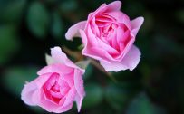 Pictures of Pink Roses for Wallpaper