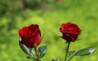 Pictures of Two Red Rose Flowers for Wallpaper