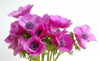 Alternative Roses Flower with Anemone Sylphide