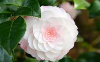 Flower That Looks Like A Rose with Soft Pink Camellia