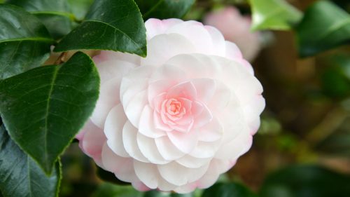 Flower That Looks Like A Rose with Soft Pink Camellia
