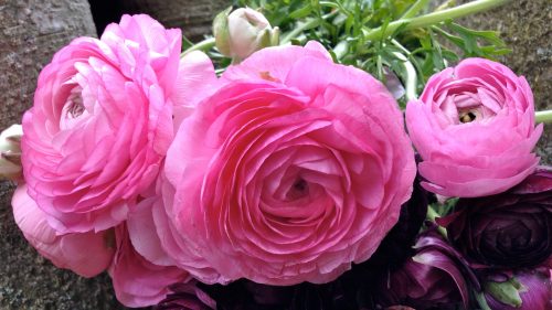 Flowers That Look Like Roses with Pink Ranunculus Flower