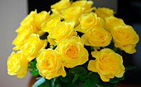 Yellow Rose Flower Arrangements in Vase