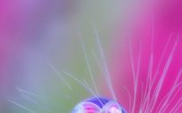 Macro Photo of Water Drop On Dandelion for Samsung Galaxy S9 Wallpaper