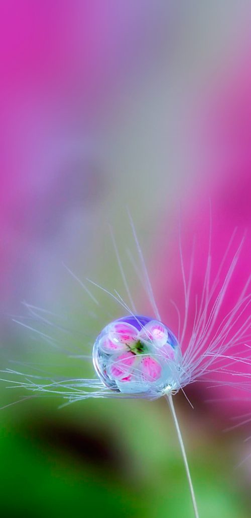 Macro Photo of Water Drop On Dandelion for Samsung Galaxy S9 Wallpaper