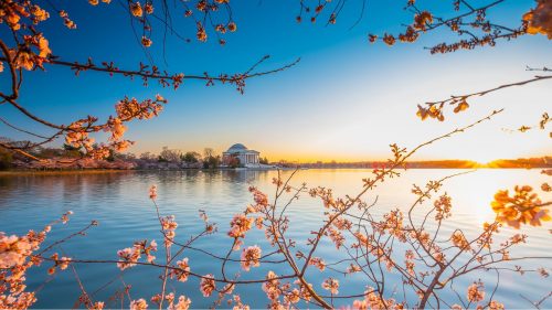 Natural Images HD 1080p Download with Early Cherry Blossoms at The Tidal Basin