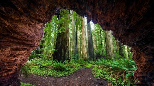 Natural Images HD 1080p Download with Redwood Trees At Jedediah Smith Redwoods State Park