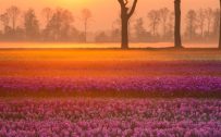 Natural Images HD 1080p Download with Tulips Near The Village of Grolloo