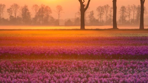 Natural Images HD 1080p Download with Tulips Near The Village of Grolloo