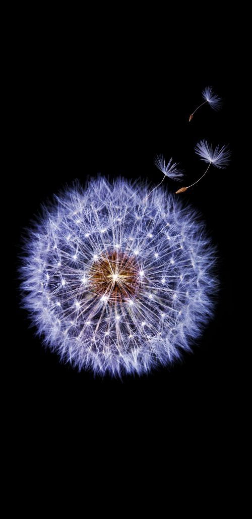 Official Wallpaper 15 of 15 for Samsung Galaxy S9 and Samsung Galaxy S9+ with Dandelion Flower