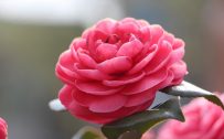 Top 10 - Flowers That Look Like Roses - #02 - Camellia