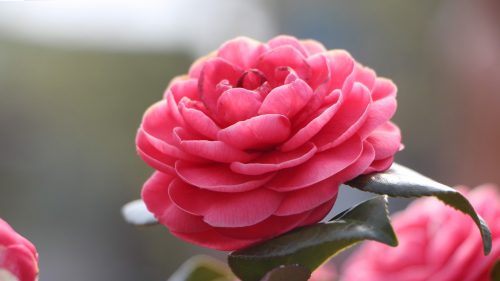 Top 10 - Flowers That Look Like Roses - #02 - Camellia