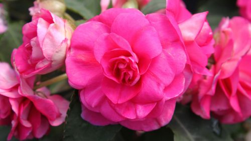 Top 10 - Flowers That Look Like Roses - #05 - Double Impatiens
