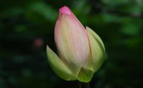 4K Ultra HD Pictures of Lotus Flower Bud for Wallpaper