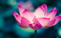 Close Up Pictures Of Lotus Flowers in 4K 3840x2160 Pixels for Wallpaper