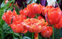 Top 10 Flowers That Look Like Roses - #08 - Double Tulip