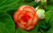 Top 10 Flowers That Look Like Roses - #10 - Double Begonias