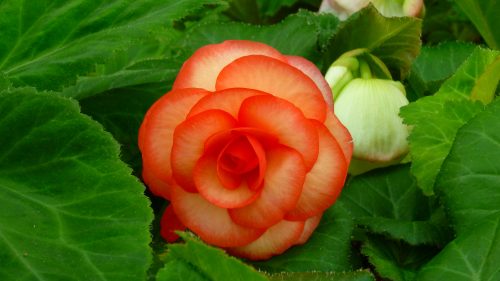 Top 10 Flowers That Look Like Roses - #10 - Double Begonias