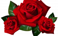 Top 25 Pictures Of Red Roses - #03 - with Transparent Background
