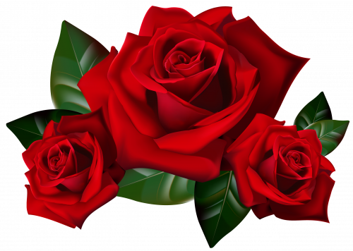 Top 25 Pictures Of Red Roses - #03 - with Transparent Background