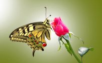 Top 25 Pictures Of Red Roses - #04 - with Butterfly