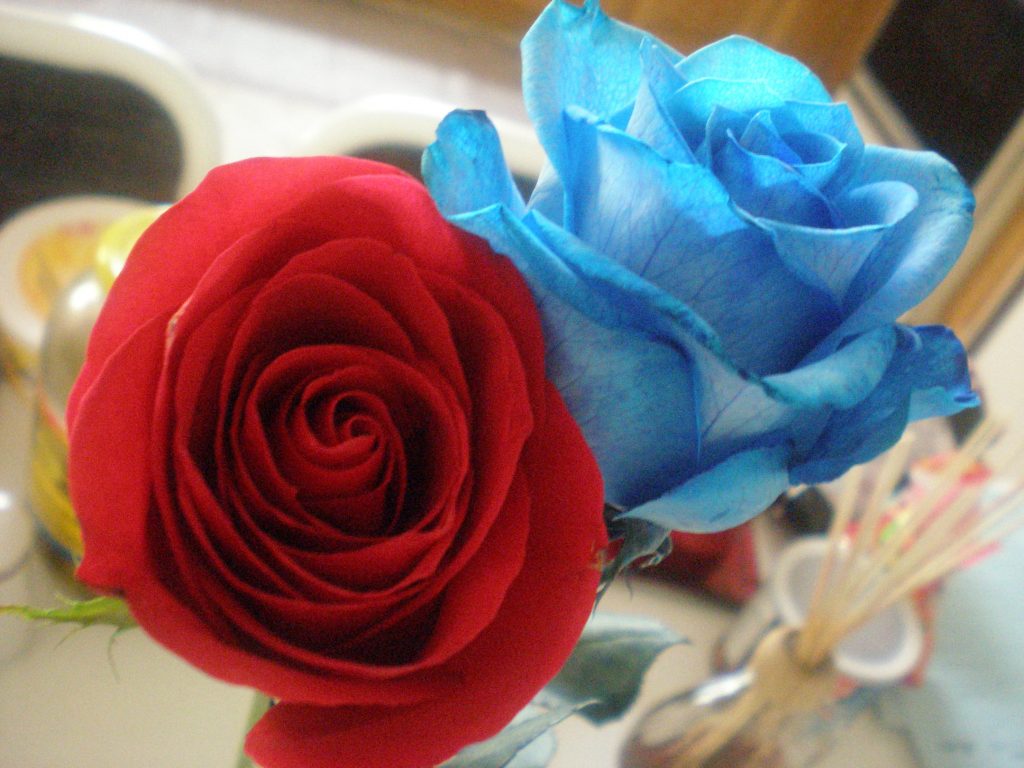 Top 25 Pictures Of Red Roses - #07 - Blue Roses - HD Wallpapers | Wallpapers Download | High