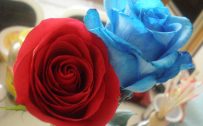 Top 25 Pictures Of Red Roses - #07 - Blue Roses