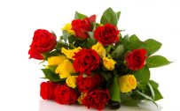 Top 25 Pictures Of Red Roses - #08 - Yellow Roses