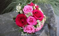 Top 25 Pictures Of Red Roses - #09 - Pink Roses