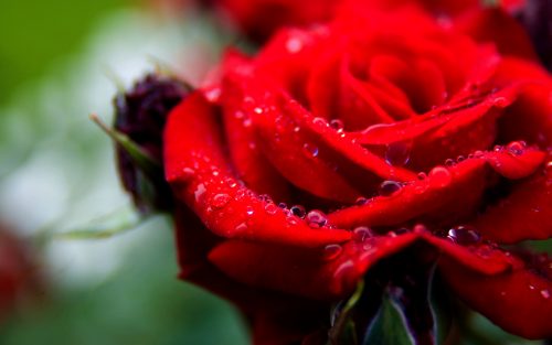 Top 25 Pictures Of Red Roses - #10 - with Water Droplet