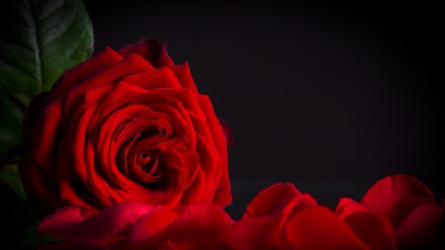 Top 25 Pictures Of Red Roses - #13 - with Black Background